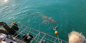 WhatsApp_Image_2022_07_21_at_10.11.11_AM_1658396900