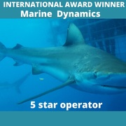 Next Marine Dynamics Shark Cage Diving Trip: 22 July 2022
