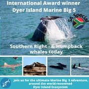 Next Dyer Island Marine Big 5 Tour: 22 JulyÂ 2022