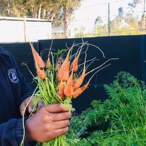 Carrots - RAW - Xplorioâ„¢ Greyton