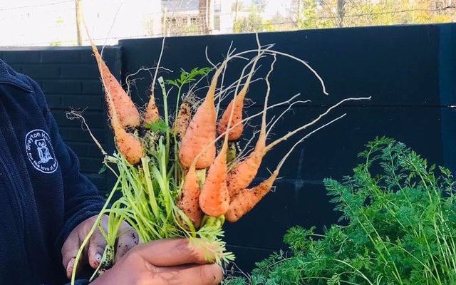Carrots - RAW - Xplorioâ„¢ Greyton