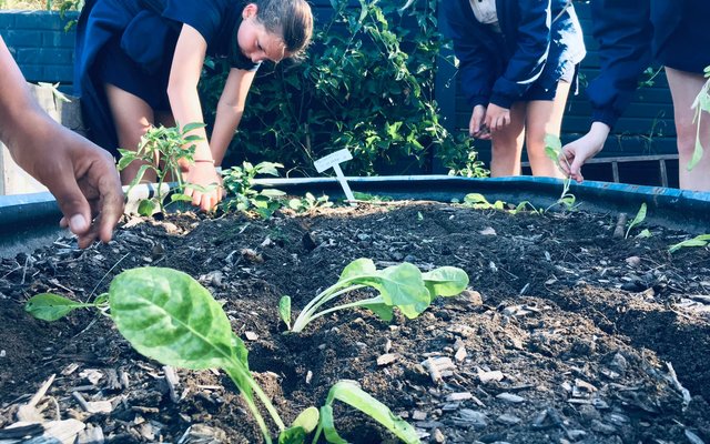 Planting Veggies - RAW - Xplorioâ„¢ Greyton