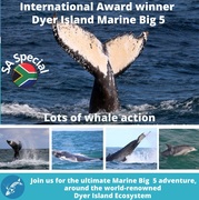  Next Dyer Island Marine Big 5 Tour: 26 JulyÂ 2022