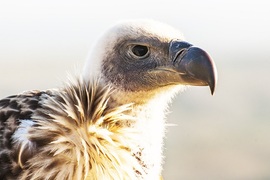 De Hoop Collection Activities