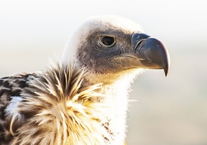 De Hoop Collection Activities