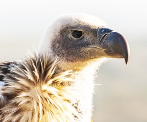 De Hoop Collection Activities