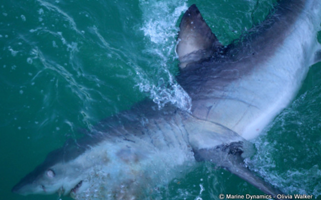 WhatsApp_Image_2022_07_26_at_11.45.38_AM_2_1658829391