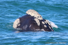 Next Dyer Island Marine Big 5 Tour: 27 JulyÂ 2022