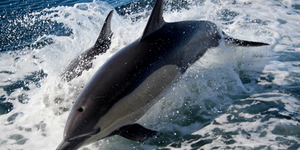 WhatsApp_Image_2022_07_26_at_11.45.06_AM_1__1658830012