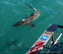 Daily Blog: 25 July 2022 | Shark Cage Diving in South Africa