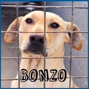 Up for Adoption: Bonzo