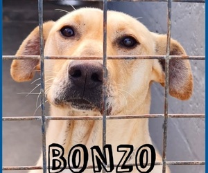 Up for Adoption: Bonzo