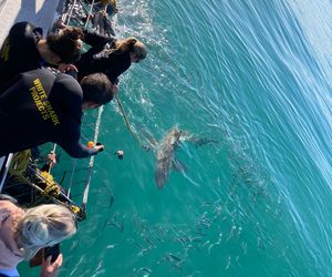 27 July 2022: Shark Cage Diving Trip