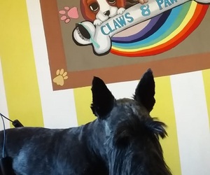 Before and After: Pet Grooming