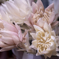 Flowers - Fynbos Shoppe and Coffee Shoppe - Xplorioâ„¢ Gansbaai