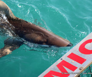 Daily Blog: 02 August 2022 | Shark Cage Diving in South Africa