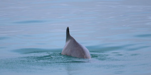 Humpback Dolphin
