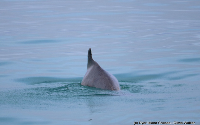 Humpback Dolphin