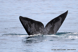 Dyer Island Marine Big 5 Tour: 09 August 2022