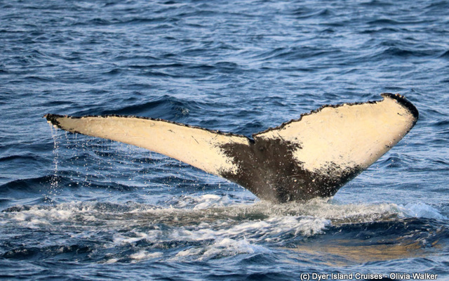 Humpback Whale