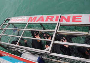 Daily Blog: 10 August 2022 | Shark Cage Diving in South Africa