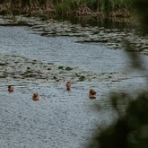 Swimming - Voice, Movement & Art Exploration Retreat - Xplorioâ„¢ Gansbaai 