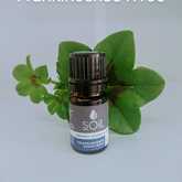 SOil Frankincense Essential Oil - Mirre & Kaneel EssensiÃ«le Olies / Essential Oils - Xplorioâ„¢ Kleinmond