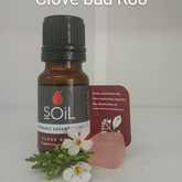 SOil Clove Bud Essential Oil - Mirre & Kaneel EssensiÃ«le Olies / Essential Oils - Xplorioâ„¢ Kleinmond
