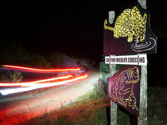 Raising Awareness About Wildlife On The Overbergâ€™s Roads