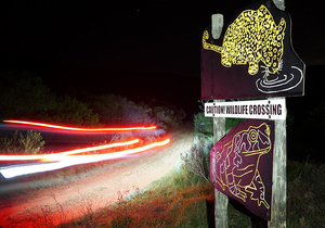 Raising Awareness About Wildlife On The Overbergâ€™s Roads