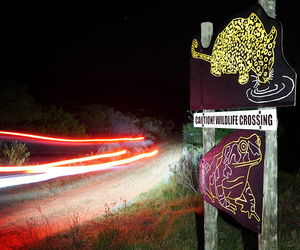 Raising Awareness About Wildlife On The Overbergâ€™s Roads