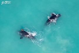 Jean Tresfon:Â First Aerial Southern Right Whale Survey for 2022
