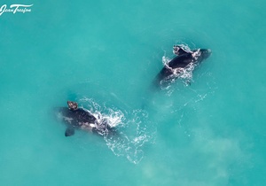 Jean Tresfon:Â First Aerial Southern Right Whale Survey for 2022