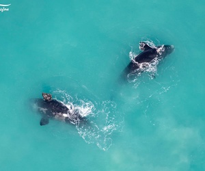 Jean Tresfon:Â First Aerial Southern Right Whale Survey for 2022