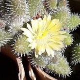 Cactus - Kimi's Nursery - Xplorioâ„¢ Villiersdorp
