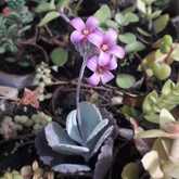 Kalanchoe Pumila - Kalanchoe Pumila - Xplorioâ„¢