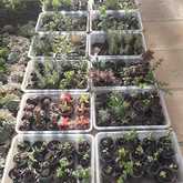 Succulents - Kimi's Nursery - Xplorioâ„¢ Villiersdorp
