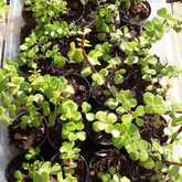 Succulents 1 - Kimi's Nursery - Xplorioâ„¢ Villiersdorp