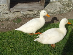 Donnie die eend kom nÃ¡ 3 weke terug