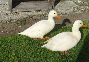 Donnie die eend kom nÃ¡ 3 weke terug