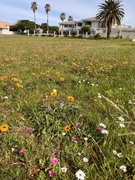 Thumbs up for â€˜No Mow Spring Flowersâ€™