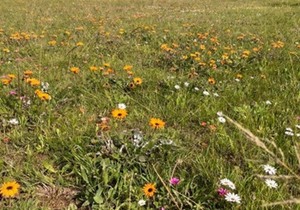 Thumbs up for â€˜No Mow Spring Flowersâ€™