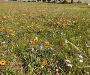 Thumbs up for â€˜No Mow Spring Flowersâ€™