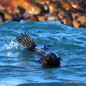 Cape Fur seal 