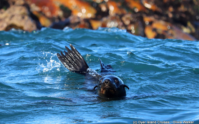 Cape Fur seal 