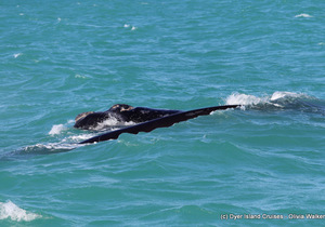 Dyer Island Marine Big 5 Tour: 16 August 2022