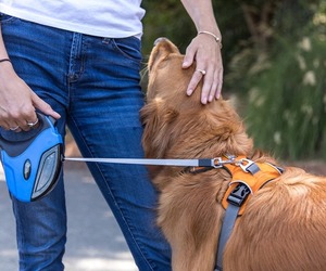 Keep Dogs on Leashes