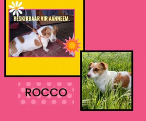 Up for Adoption: Rocco