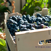 Grapes - Schenkfontein - Xplorioâ„¢ Villiersdorp