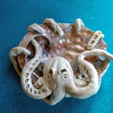 Octopus in Abalone Shell - Pot en Gieter Gift Basket - Xplorioâ„¢ Gansbaai